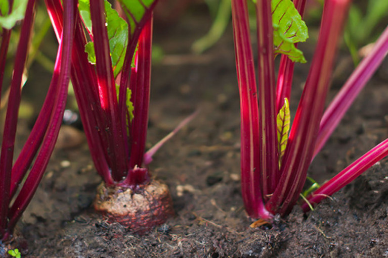 Beet Your Competitors to the Punch