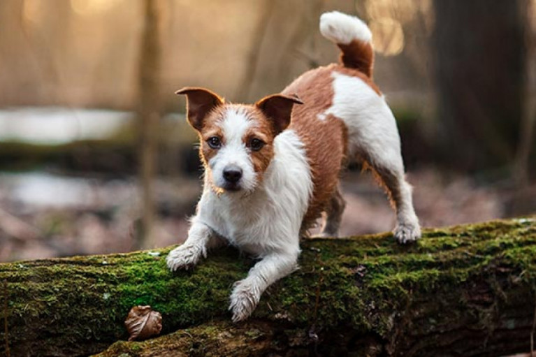Benefits of Apple Cider Vinegar for Dogs and the Pet Supplement Manufacturing Solution You Need