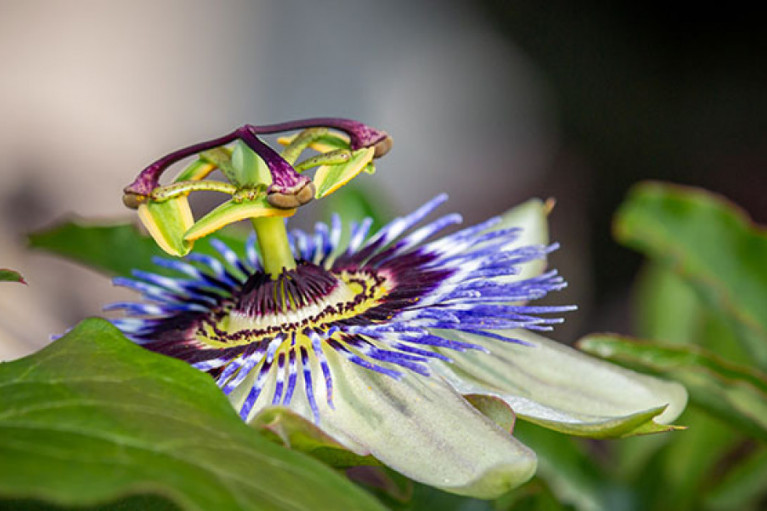 Passionflower Manufacturing for Millennials