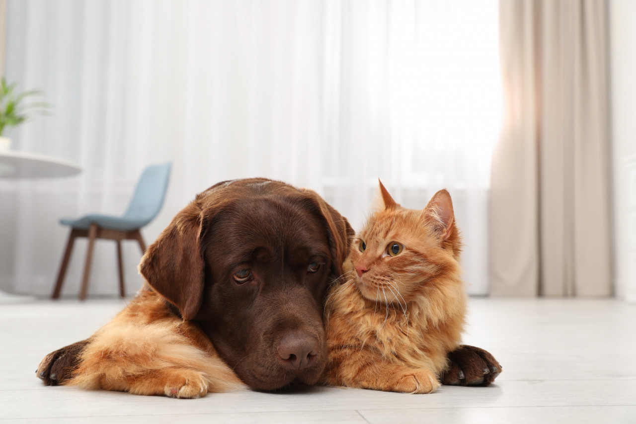 Top Dietary Supplements to Manufacture for Cats and Dogs